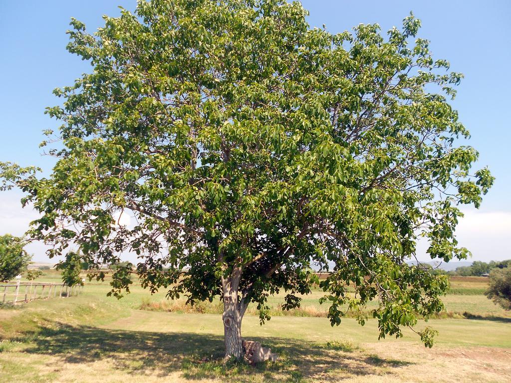 Agriturismo San Matteo Tarquinia Ngoại thất bức ảnh